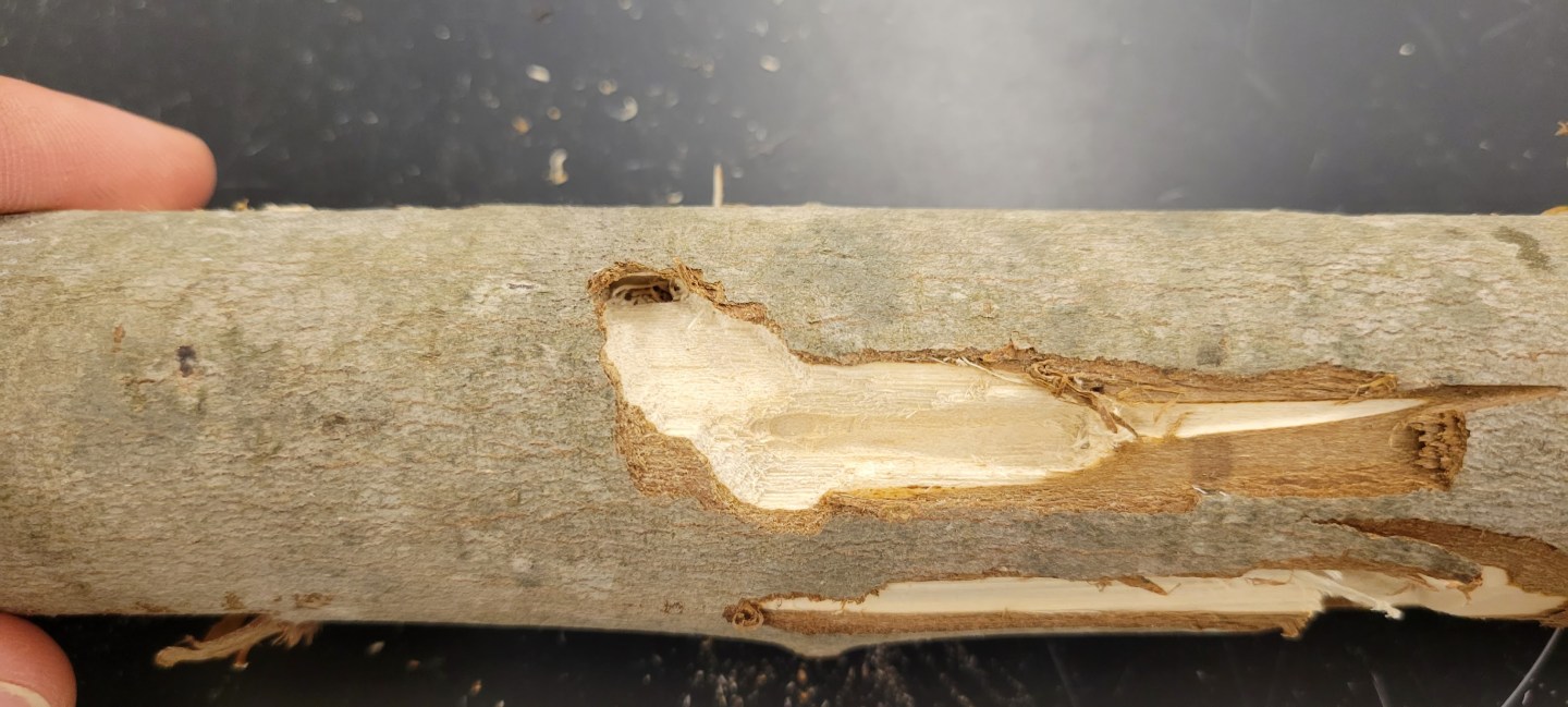 From Biological Control for the USDA to Tree Climbing – Joshua Maloney